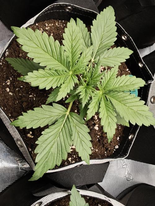 EllysGrow. Week 2 - AppleStrudel