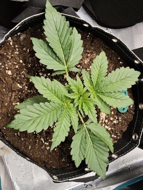 EllysGrow. Week 2 - Tropicana Cookies