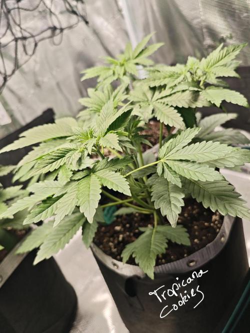 EllysGrow. Week 3 - Tropicana Cookies! 
