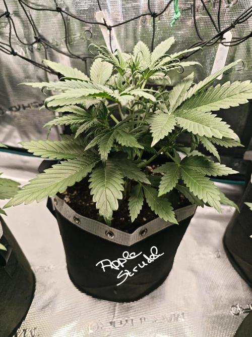 EllysGrow. Week 3 - AppleStrudel!