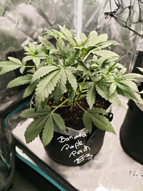 EllysGrow. Week 3 - Banana Purple Punch RF3