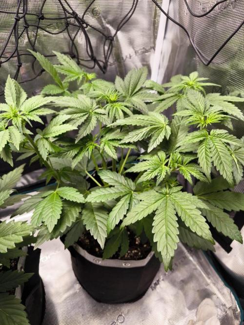 EllysGrow. Week 3