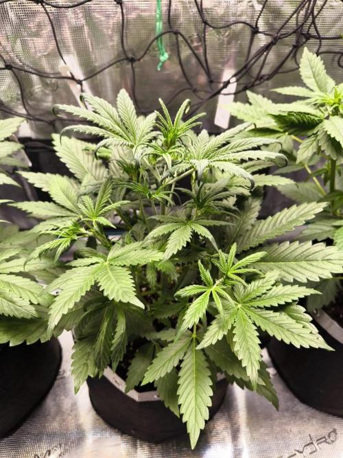 EllysGrow. Week 3