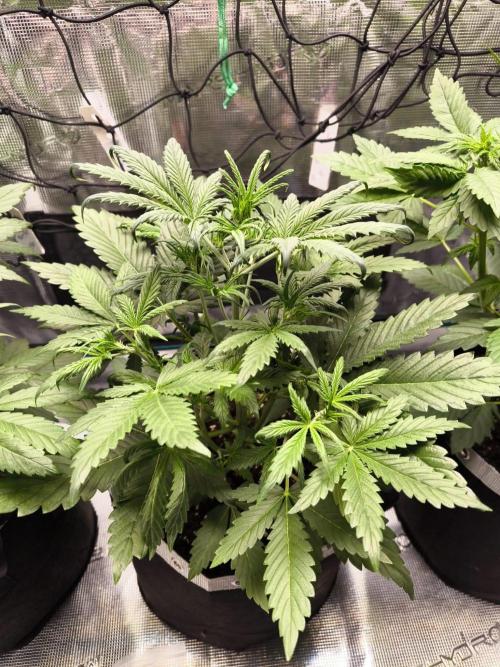 EllysGrow. Week 3