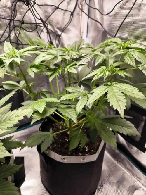 EllysGrow. Week 3 - Das große Strecken hat begonnen! 