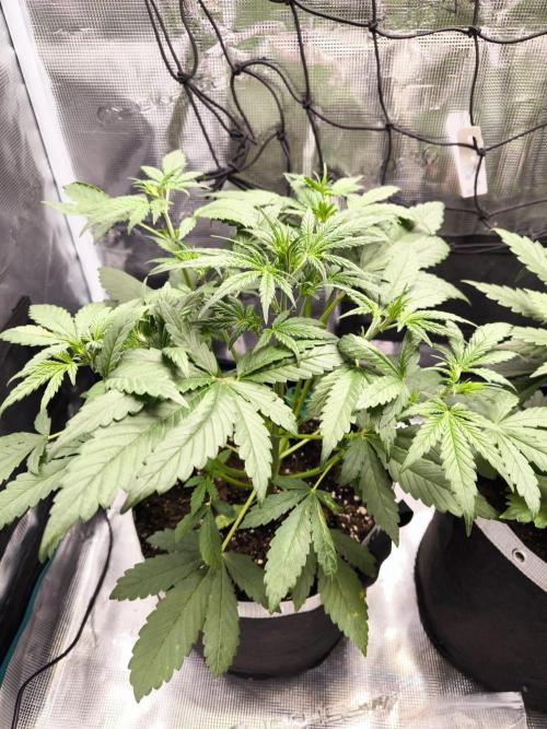 EllysGrow. Week 3