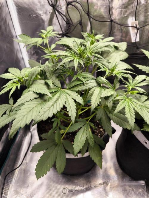 EllysGrow. Week 3