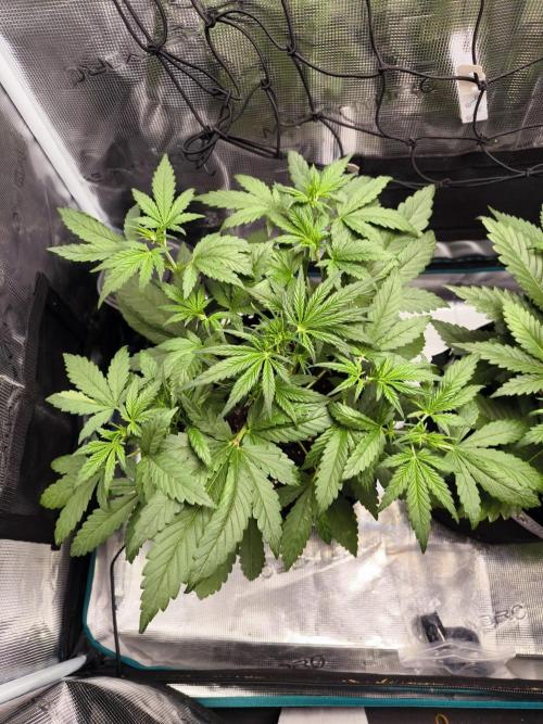 EllysGrow. Week 3