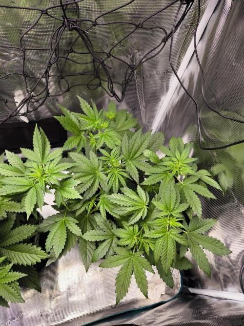 EllysGrow. Week 3