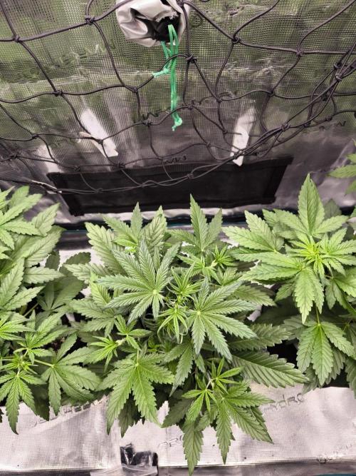 EllysGrow. Week 3