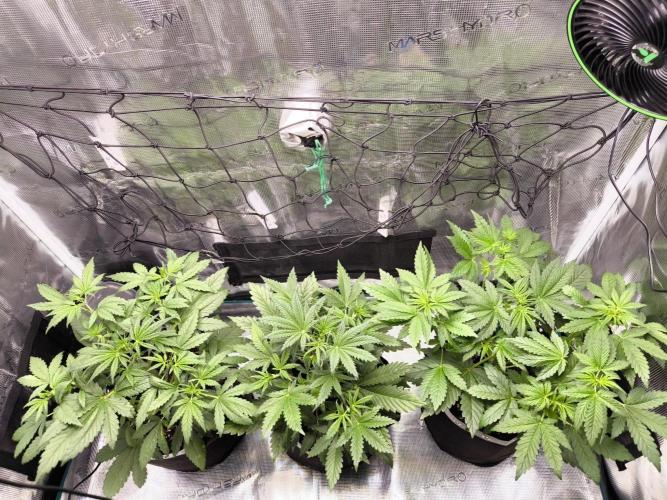 EllysGrow. Week 3