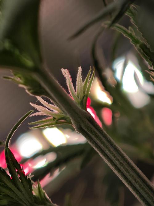 EllysGrow. Week 4 - Es geht langsam los.....