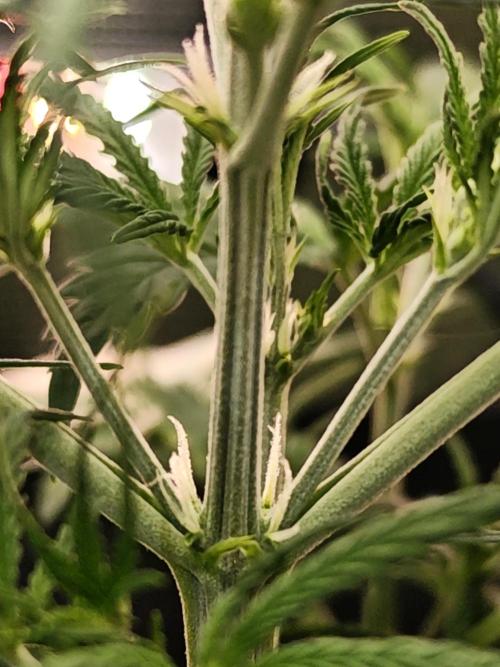 EllysGrow. Week 4 - ......