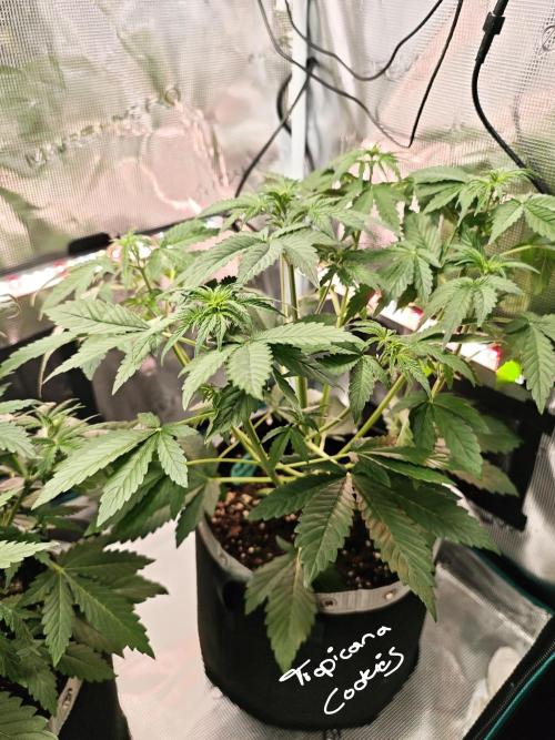 EllysGrow. Week 4 - Tropicana Cookies