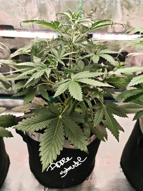 EllysGrow. Week 4 - Apple Strudel