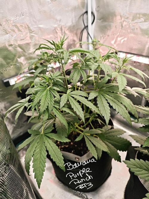 EllysGrow. Week 4 - Banana Purple Punch🍌 