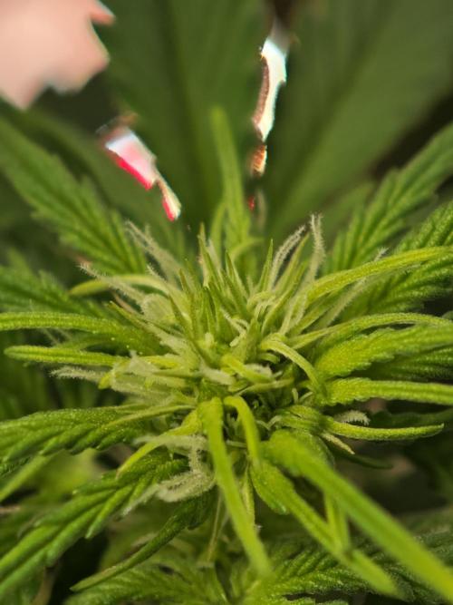 EllysGrow. Week 5
