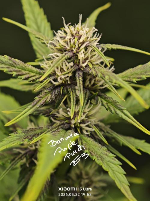 EllysGrow. Week 6 - 😍 ?