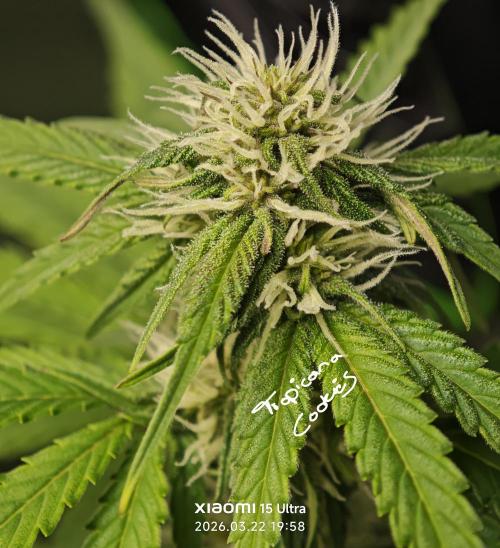 EllysGrow. Week 6 - 🤞