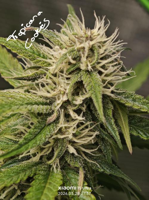 EllysGrow. Week 7 - 😜