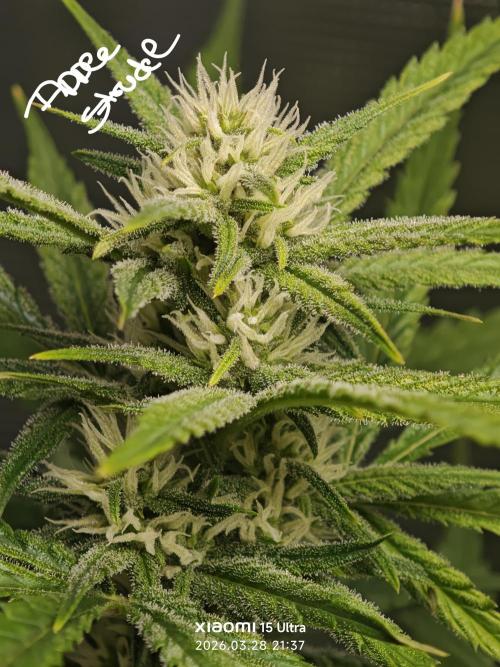 EllysGrow. Week 7 - 👍