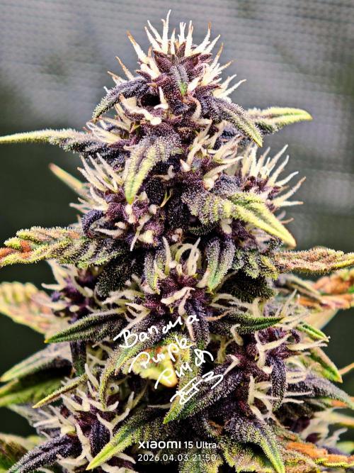 EllysGrow. Week 8 - Diese Farbe, bin total in Love 😄