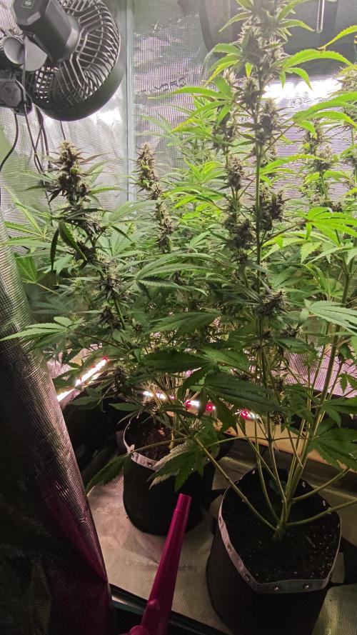 EllysGrow