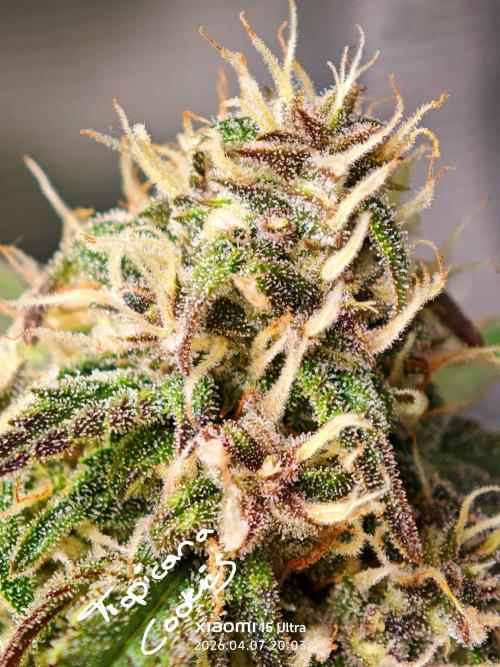 EllysGrow. Week 8 - Tropischer Traum 