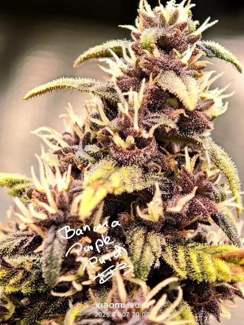 EllysGrow. Week 8 - 🍌 ?