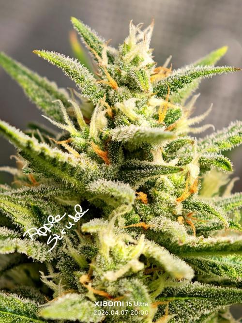 EllysGrow. Week 8 - Ich liebe die Farbe der Härchen 🤩🍏🥧