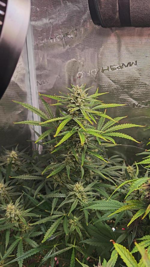 EllysGrow