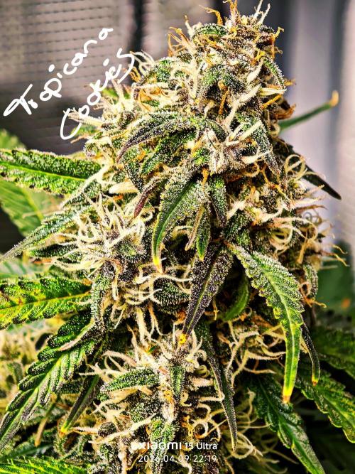 EllysGrow. Week 9 - 🍍🍊🥝🍪🍪