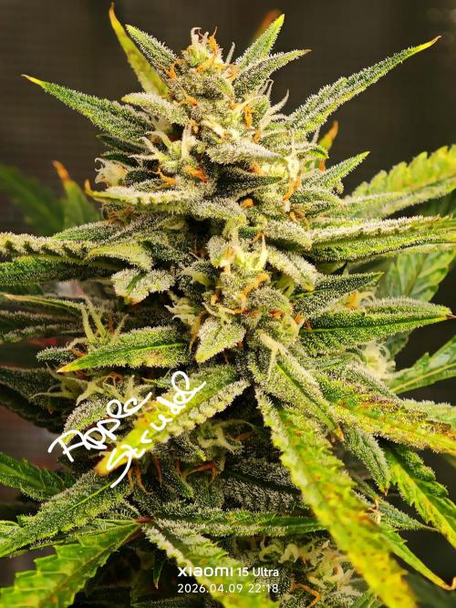 EllysGrow. Week 9 - 🍏🥧