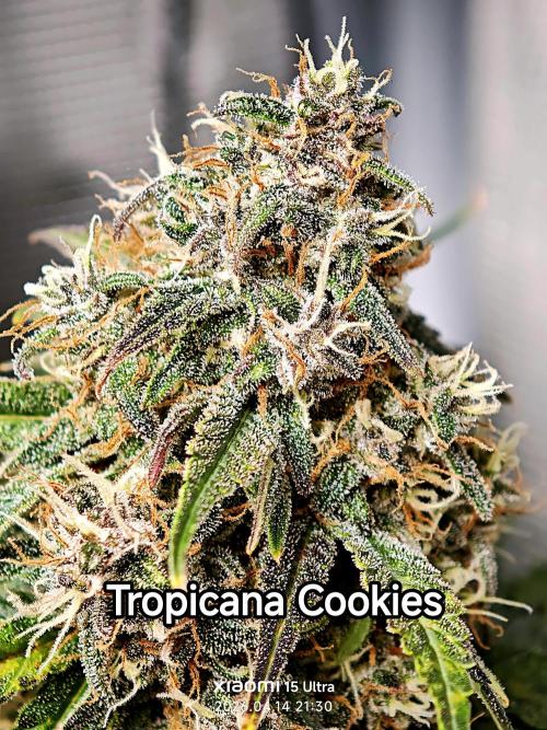 EllysGrow. Week 9 - 🍍🍊🥝🍪 
RMitte 9. Woche