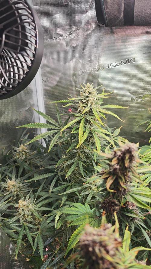 EllysGrow