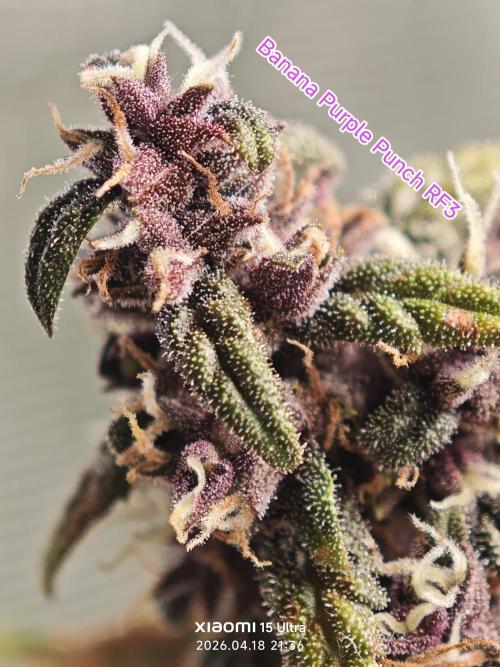 EllysGrow. Week 10 - Glaube die Lady ist Erntereif????