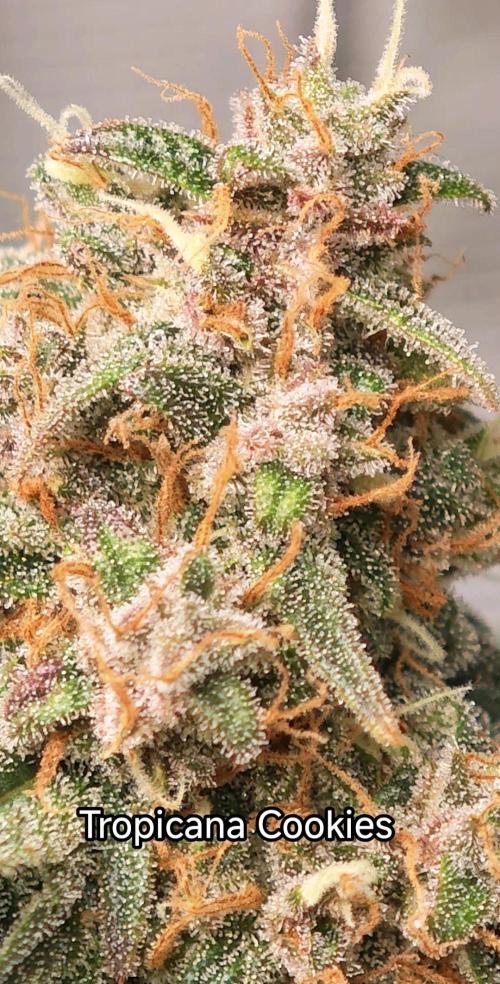 EllysGrow. Week 10 - Braucht wohl noch ein wenig bis zur Ernte?!