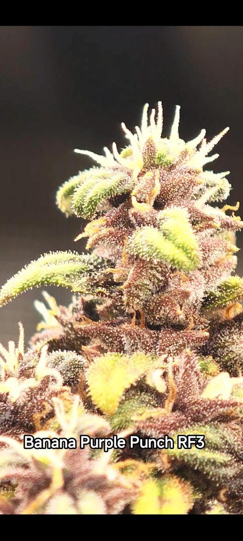 EllysGrow. Week 10 - Fertig???
