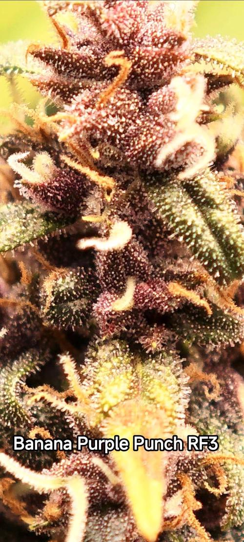 EllysGrow. Week 10 - Fertig???