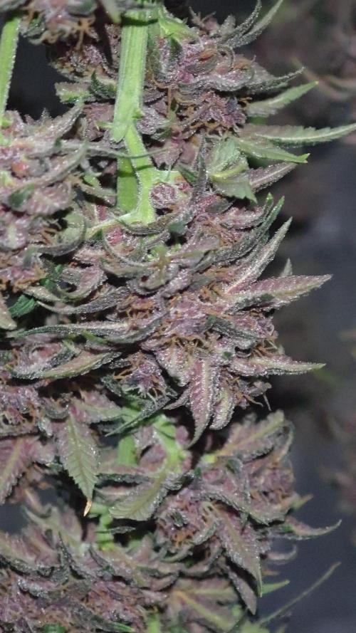EllysGrow
