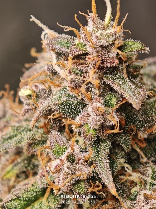 EllysGrow. Week 11 - Tropicana Cookies