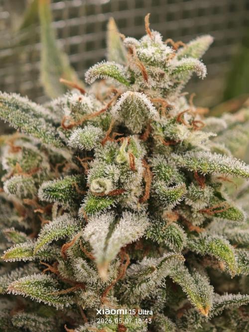 EllysGrow. Week 12 - Kurz vor der Ernte 🌞 
Apple Strudel