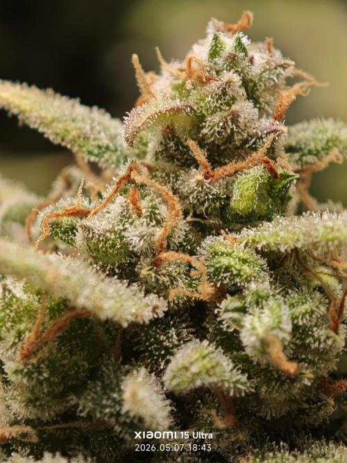 EllysGrow. Week 12