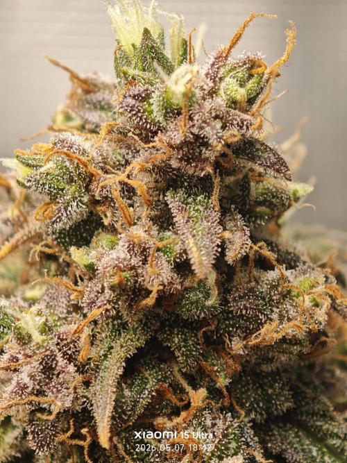 EllysGrow. Week 12 - Kurz vor der Ernte 😄 
Tropicana Cookies