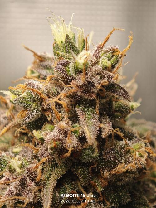 EllysGrow. Week 12 - Kurz vor der Ernte 😄 
Tropicana Cookies