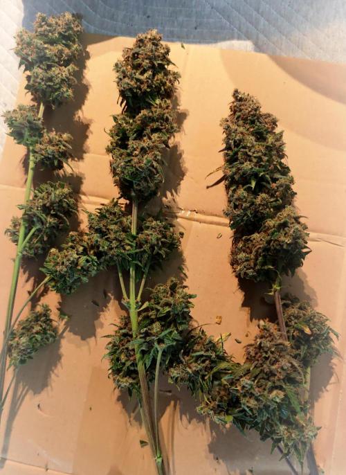 EllysGrow. Week 13 - Dicke Buds