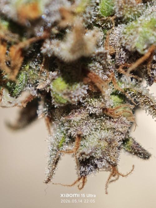 EllysGrow. Week 14 - Geerntet, riecht mega lecker.....