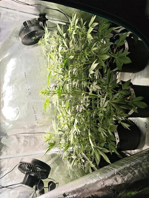 EllysGrow. Week 5