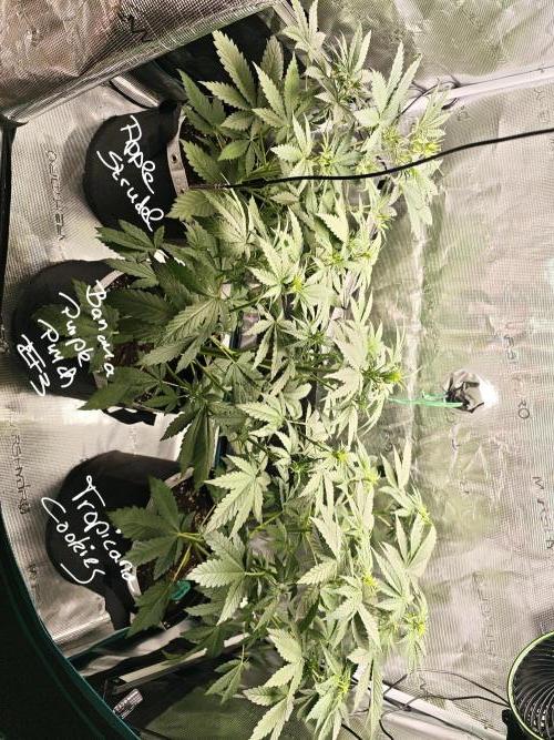 EllysGrow. Week 4 - Die größte die Tropicana hat jetzt 57 cm