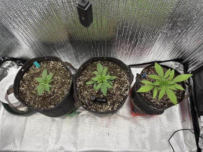 2026 | Glookies | Mystery Seed. Week 3 - Day 17